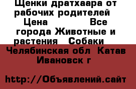 Щенки дратхаара от рабочих родителей › Цена ­ 22 000 - Все города Животные и растения » Собаки   . Челябинская обл.,Катав-Ивановск г.